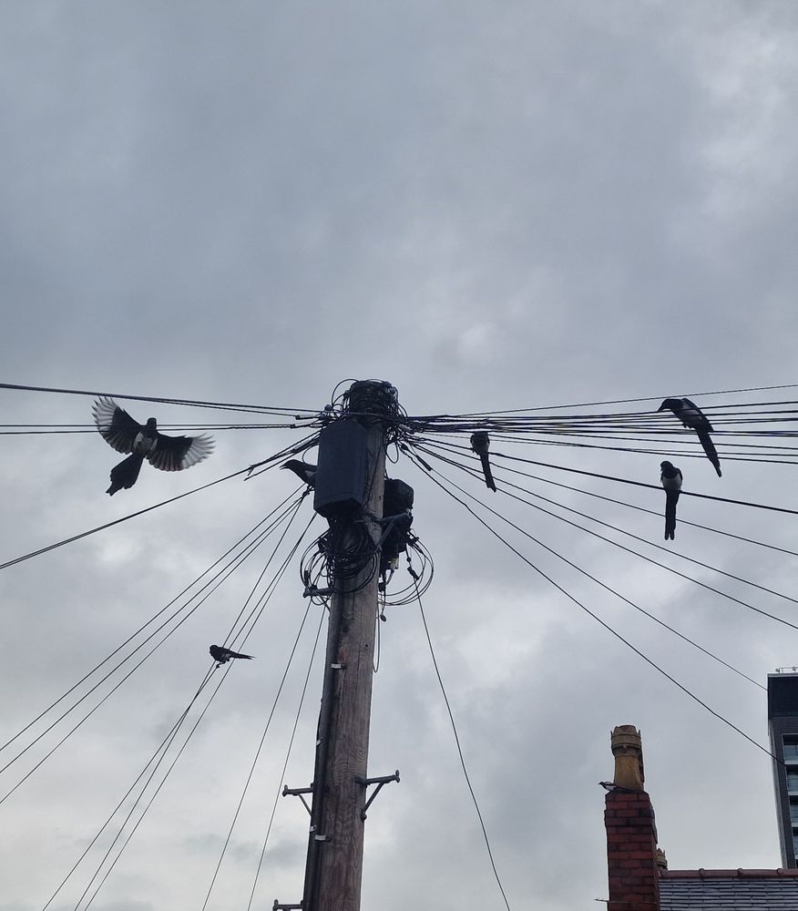 Six magpies on and around her wires of a telephone pole.