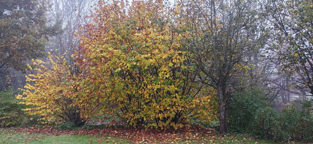 Herbstlicher Garten mit bunten Sträuchern...