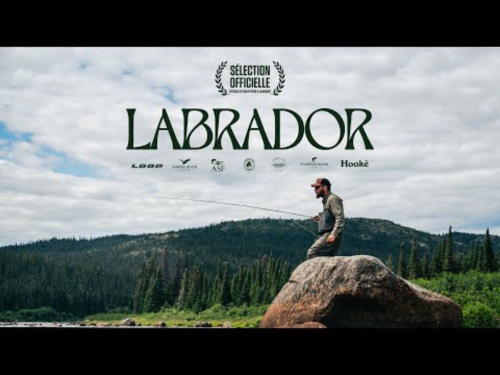 LABRADOR - PALM FESTIVAL 2025