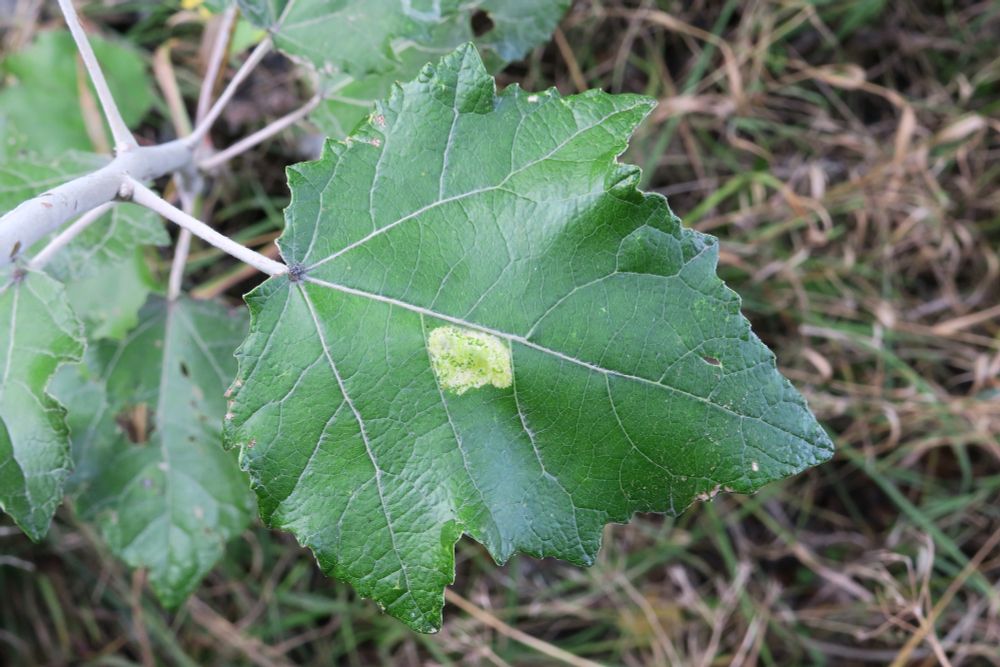 Phyllonorycter comparella (Poplar Leaf-miner). On White Poplar. Long Melford, Suffolk.