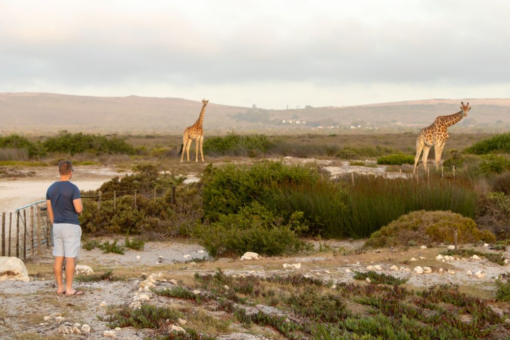 A man stands in the foreground looking towards two giraffes in the distance.
