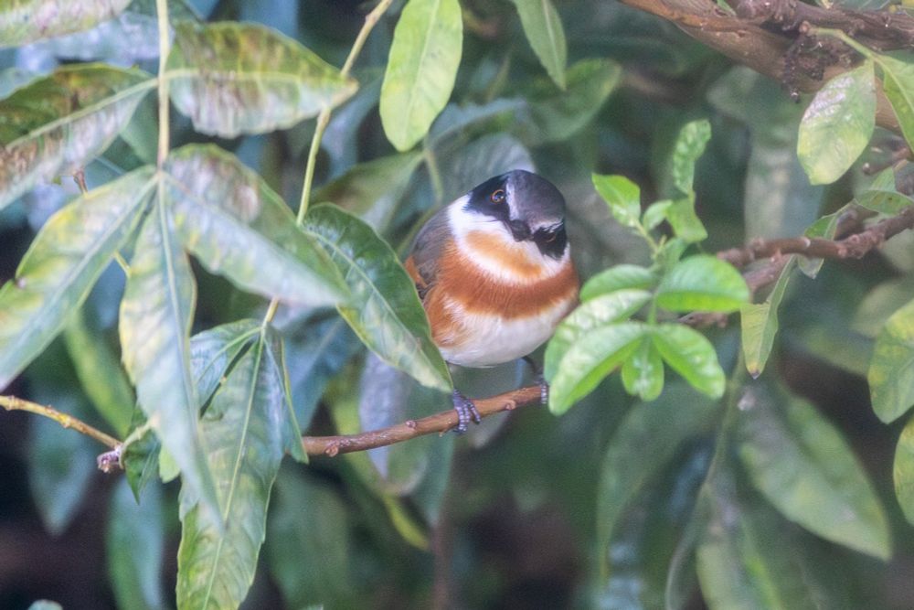 Female Cape Batis in a tree.