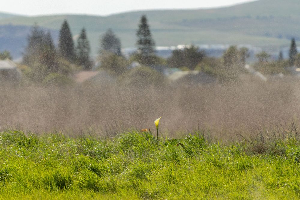 Swarm of midges over reeds with Arum lily in foreground.