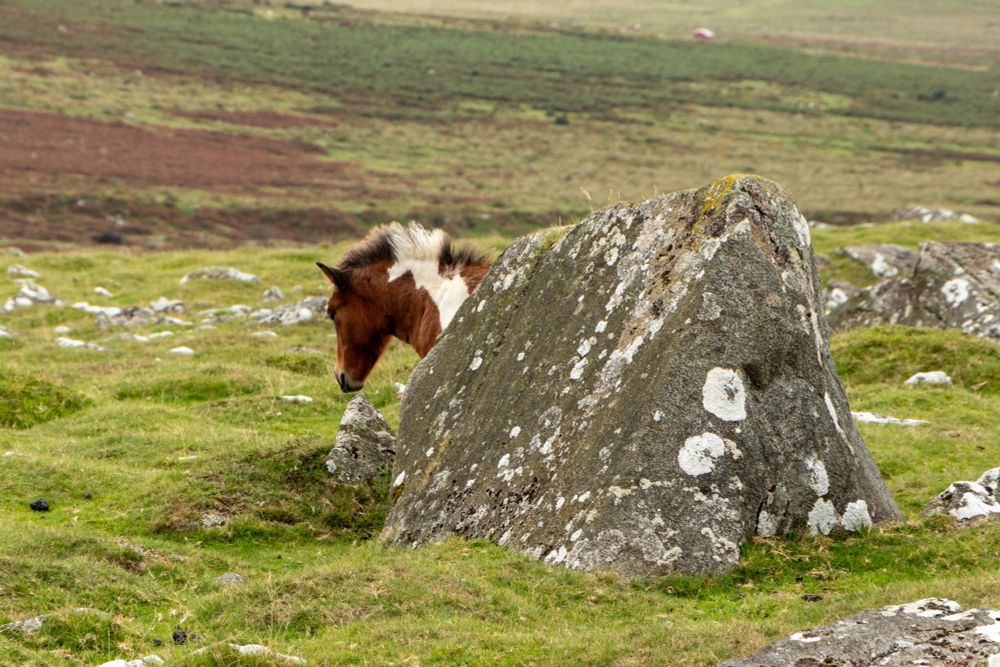 Dartmoor pony head sticking out from behind a boulder as it rubs its hindquarters.