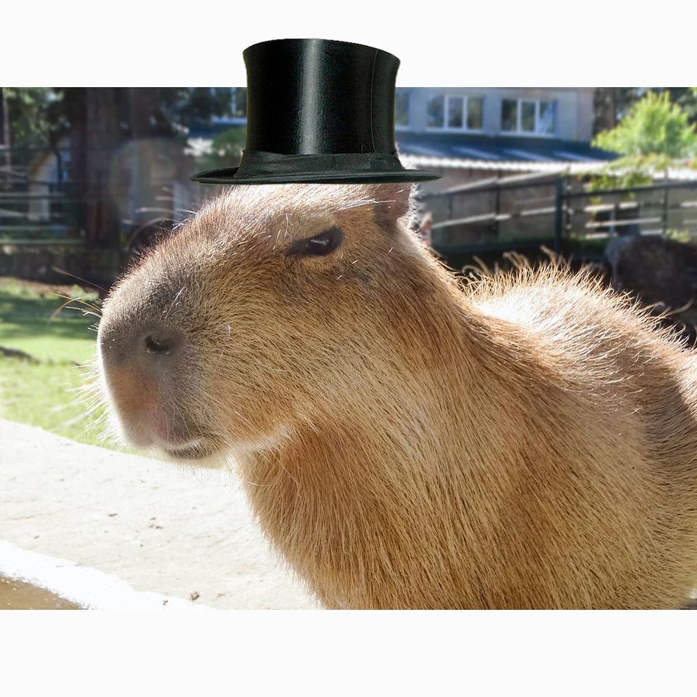 Montage d'image représentant un capybara avec un haut de forme. Par ressemblance avec la sculpture de galets montrée dans le post cité