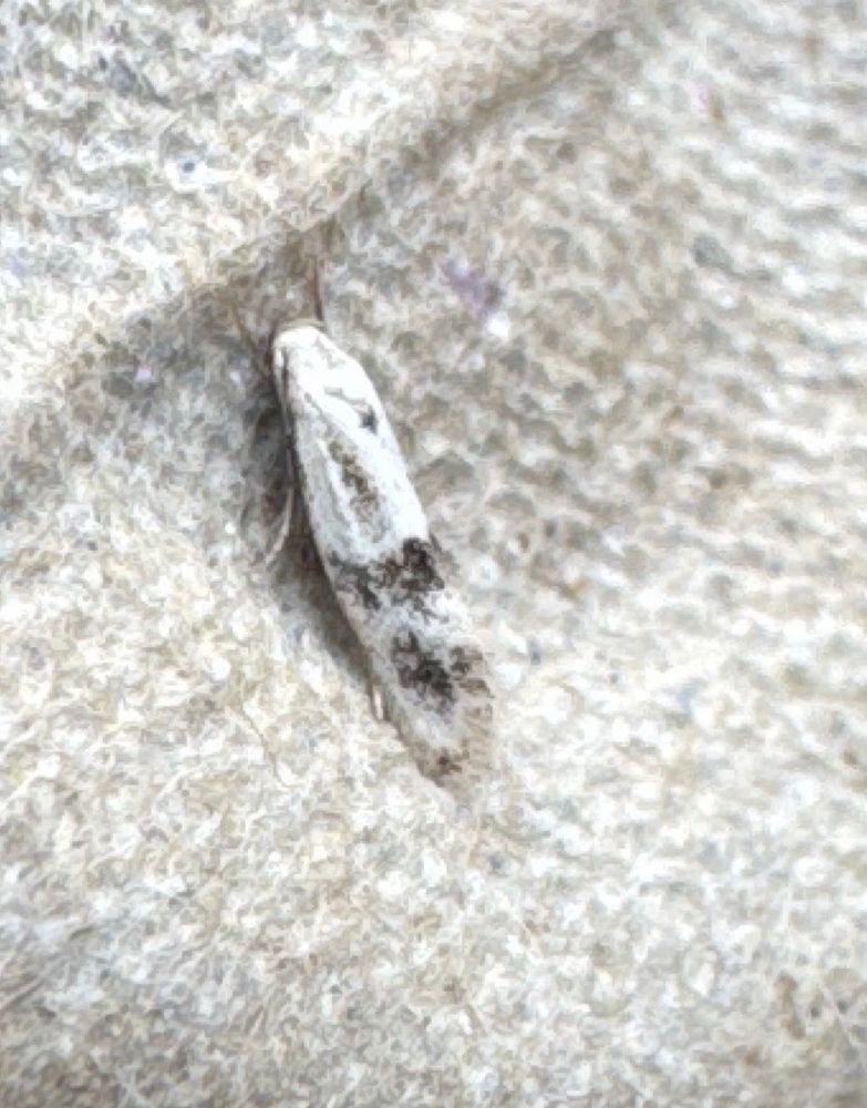 Elachista maculicerusella 