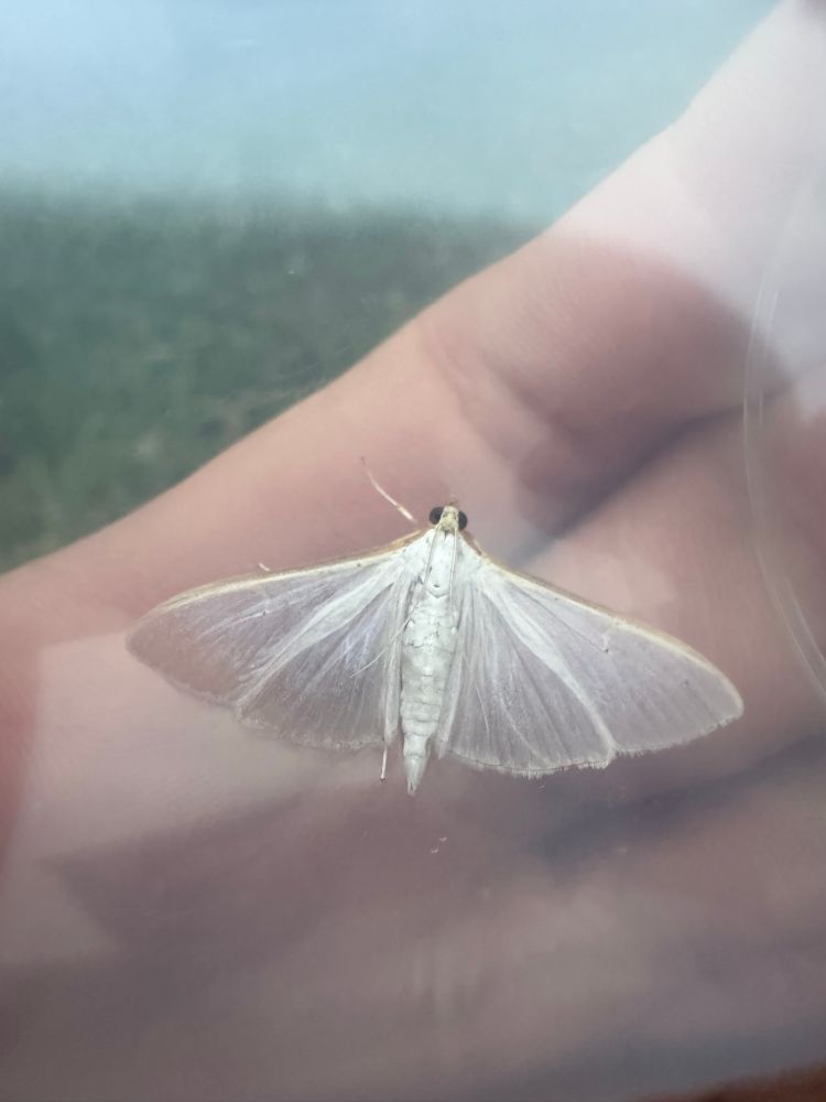 Palpita vitrealis