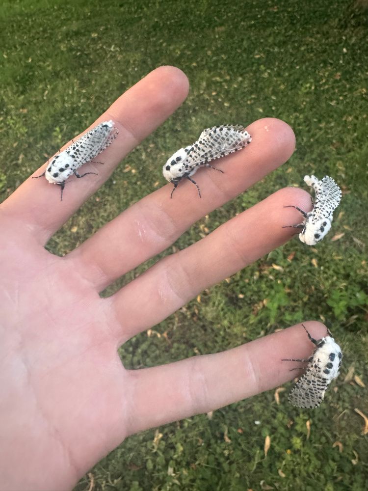 A quartet of Leopard Moths