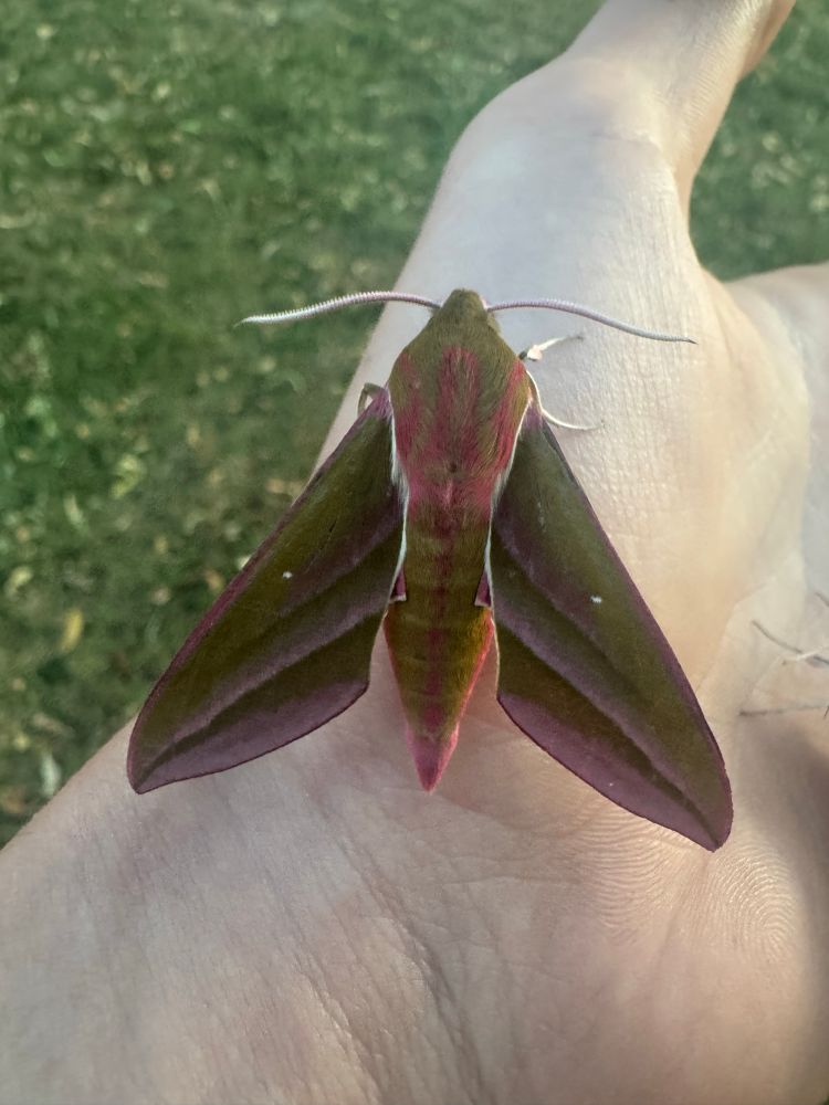 Elephant Hawkmoth