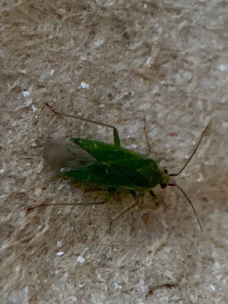 Orthotylus marginalis 