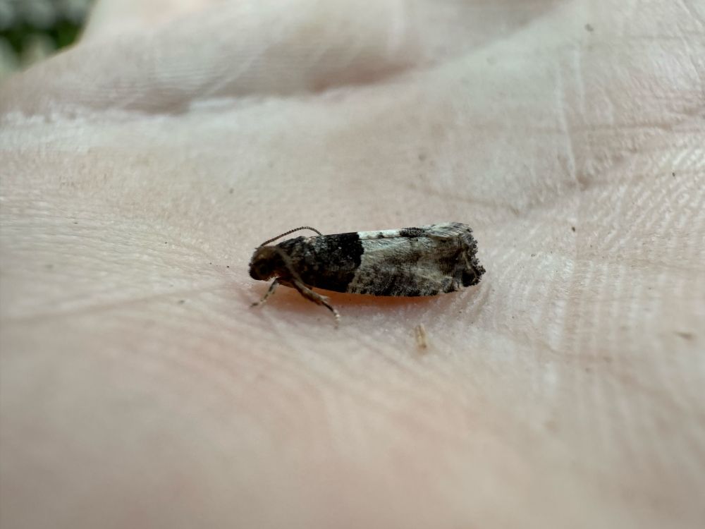 Gypsonoma aceriana