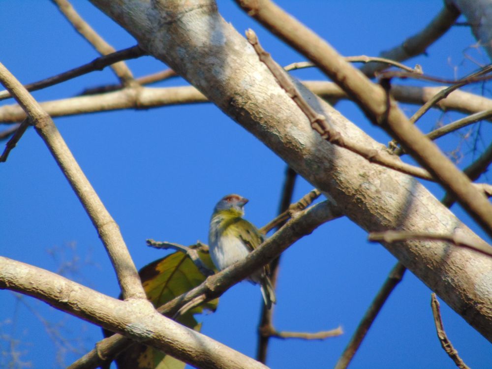 Outro ângulo do Pitiguari, de baixo para cima, ele olha para o lado direito, o bico é curto, com a parte de cima castanha, o olho alaranjado.