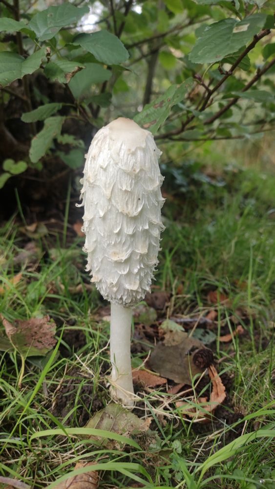 Ein langer, weißer Pilz auf einer Wiese