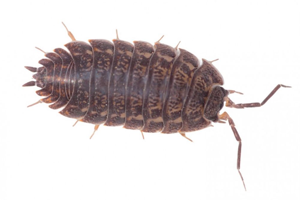 Nahaufnahme einer Assel, die ihren segmentierten, braun gefärbten Körper und ihre kleinen Beine zeigt. Die Struktur und Musterung der Schale ist deutlich erkennbar.