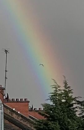 A photo of a rainbow with a seagull flying through it
