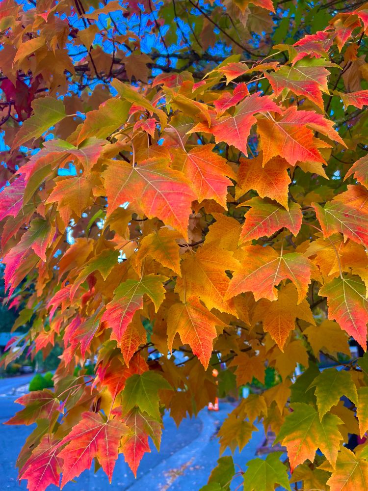Autumn colors on maple leaves. Bright oranges, yellows, and reds dappled with green on a blue early morning background. 