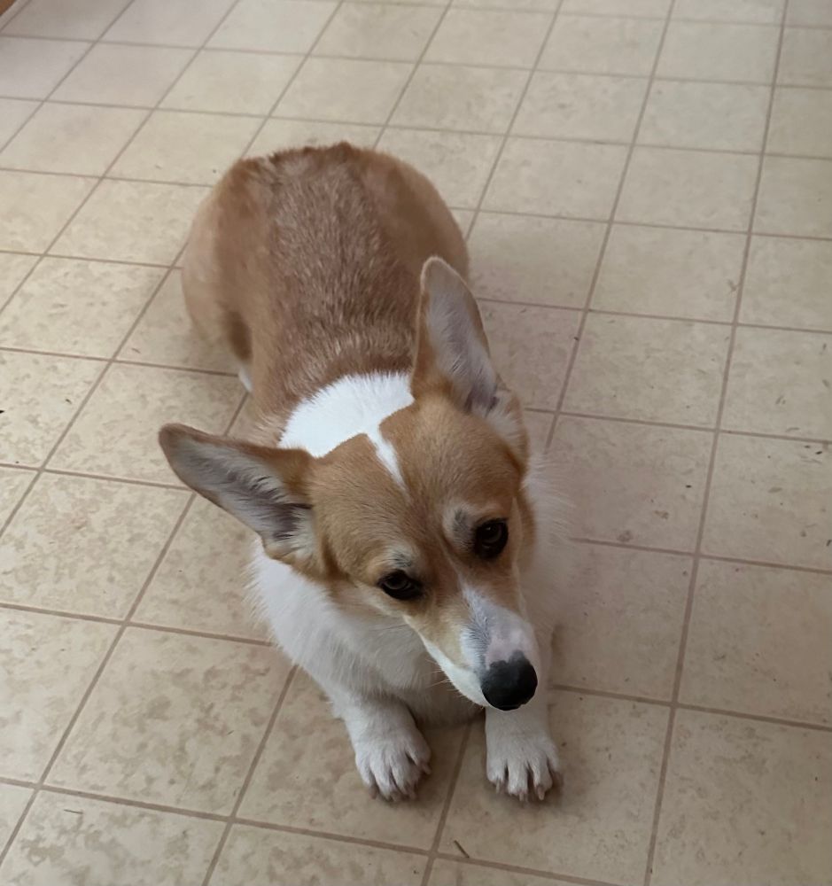 A corgi begs for shrimp tails.