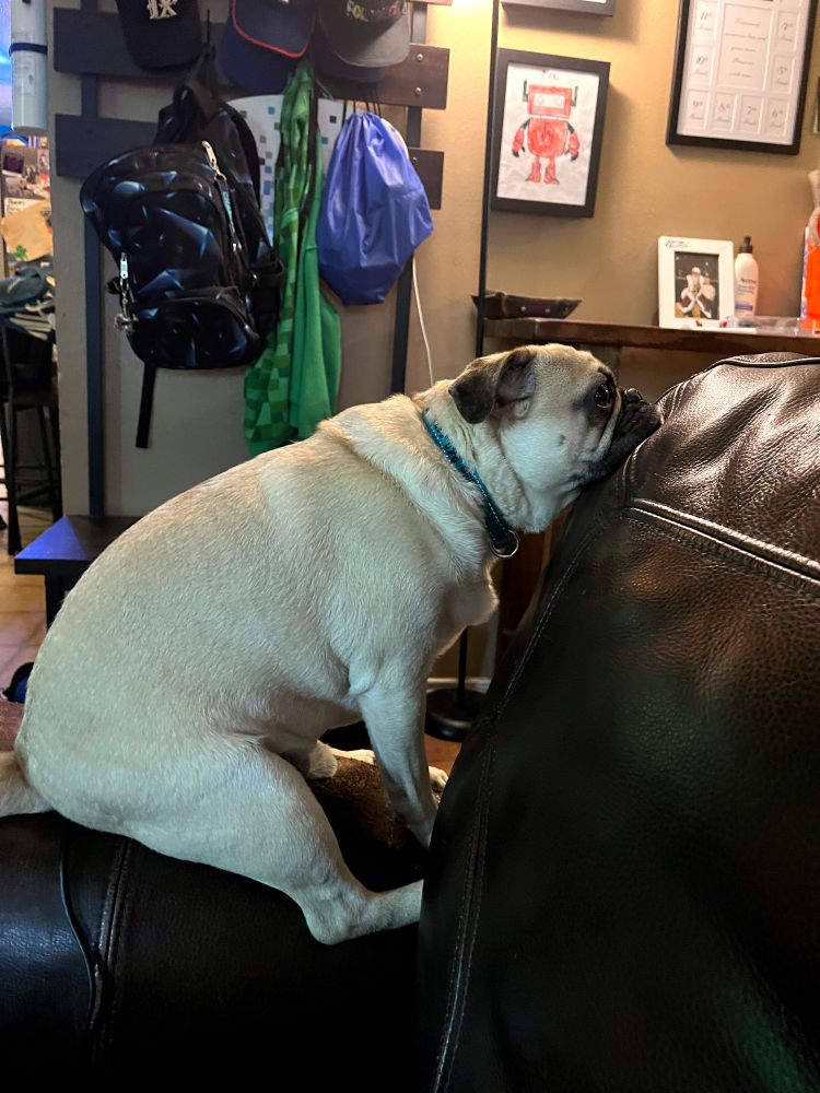 Picture of a pug staring at the front door 