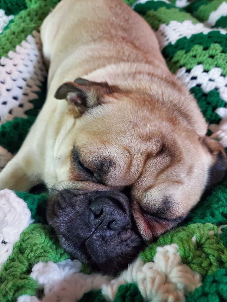 Sleeping pug dog.