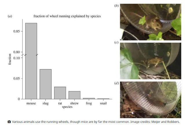 Chart showing instances of wild animals using a hamster wheel left out in the wild, with visits dominated by wild mice, followed by slugs, rats, shrews and a few frogs and snails.