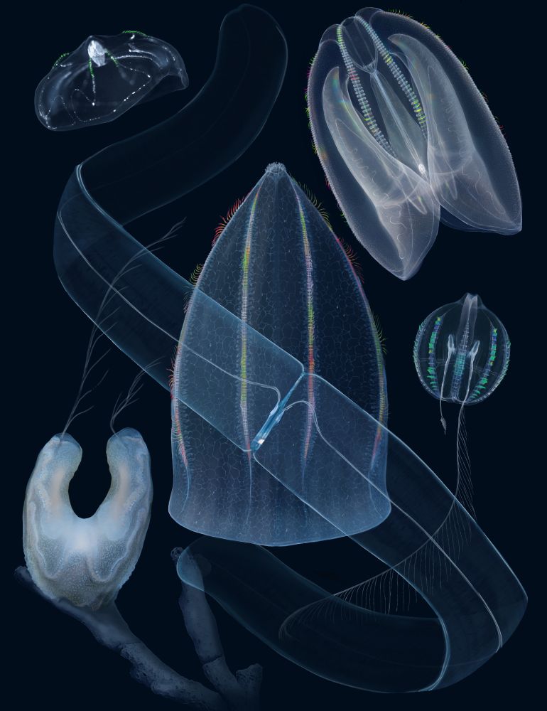 Drawing of various Ctenophore anatomies showing the diversity of the phylum. center/front, top left, and right are lobate ctenophores, center/back is a beroid or nuda ctenophore, center/right is a cydippid or tentacled ctenophore, and bottom/left is a benthic ctenophore