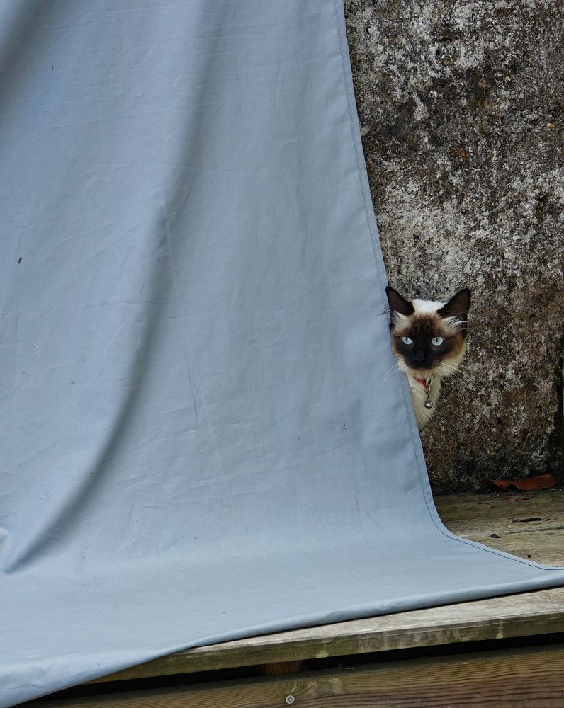A Siamese cat with dark face, ears, and bright blue eyes peaks out from behind a curved blue-gray tarp. The cat wears a red collar and is positioned between the tarp surface on the left and a rough textured stone wall behind.