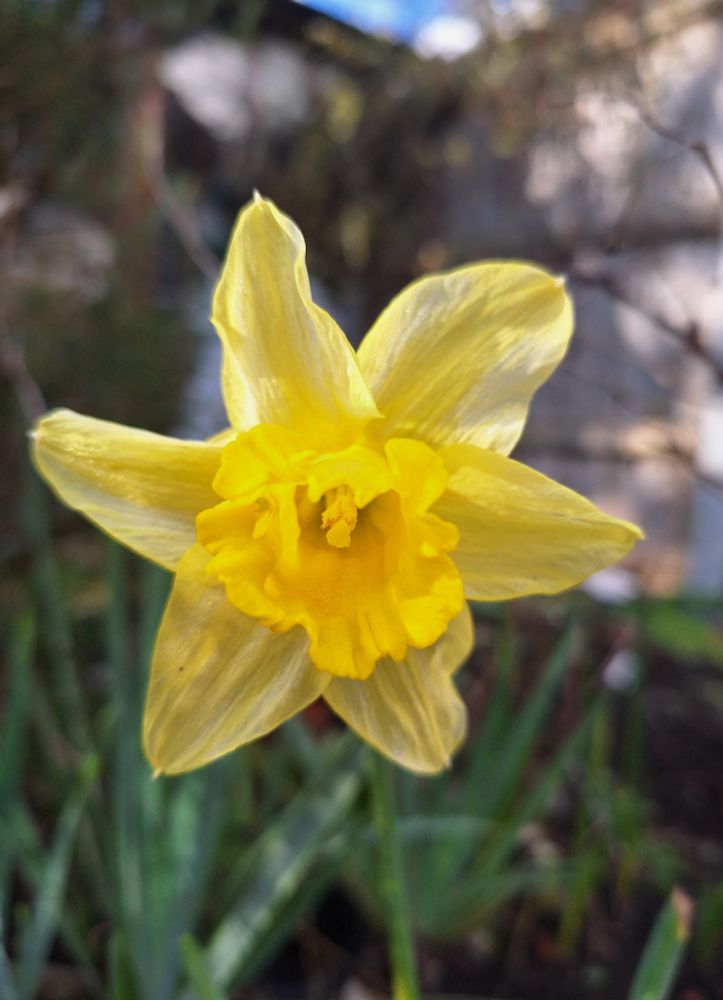 Close up of a daffodil, trumpet face on. Petals semi transparent