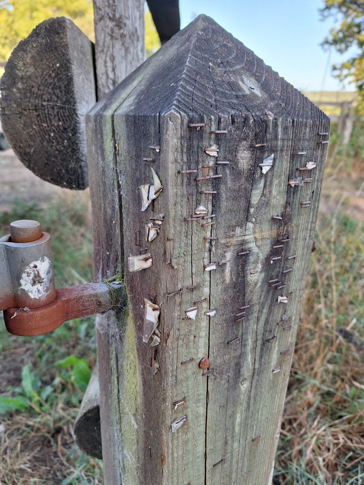 Old wooden gatepost. Square cross section. Pyramid top. Rusty gate hinge & lots of rusty staple where posters and flyers once were. Paperscraps pinned under some of the staples