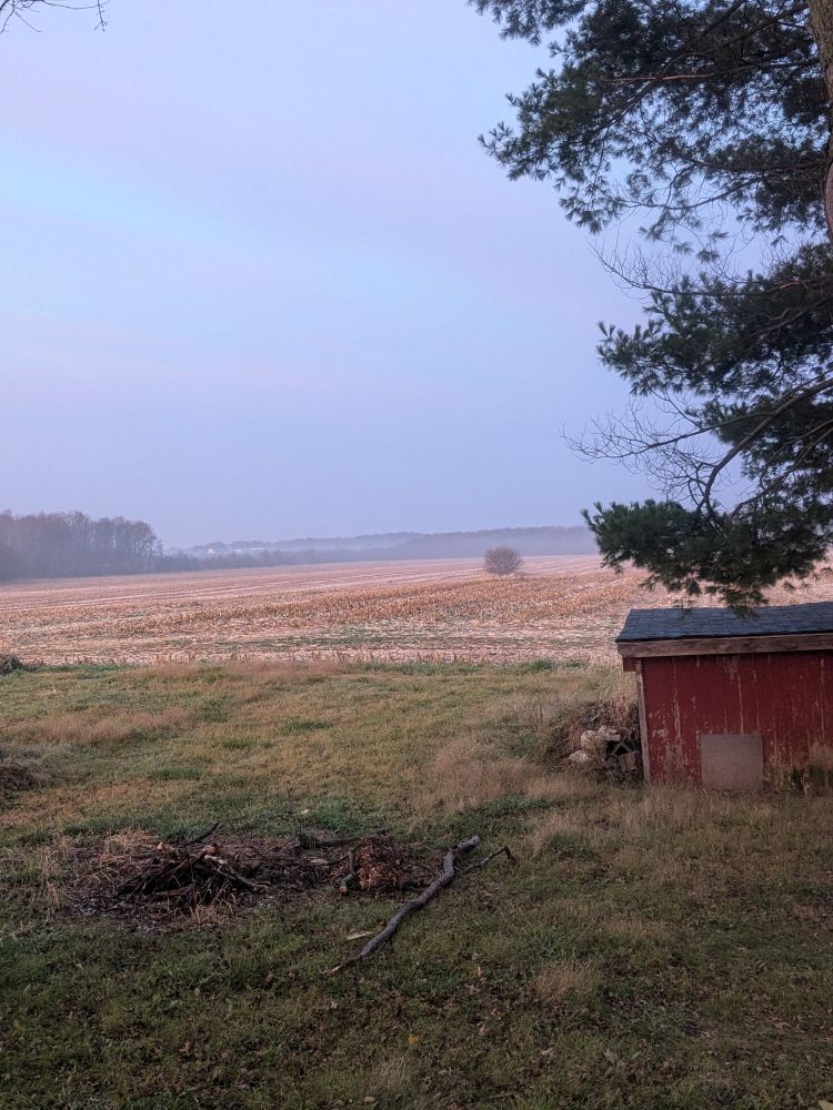 Another shot of a rural backyard with a pile of sticks toward the back near a red and black shed and tree branches in the foreground. In the distance is an empty cornfield adrift with light fog. Further in the distance is a large stand of trees and midfield is a tree by itself. 