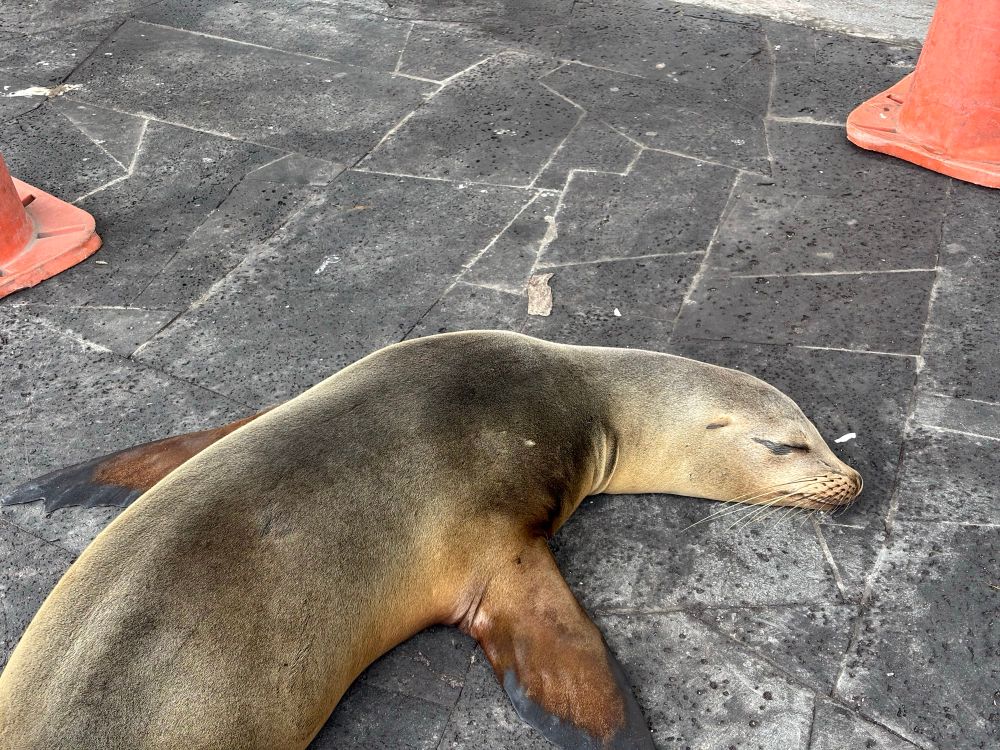 Photograph of a sea lion snoozing on a pier