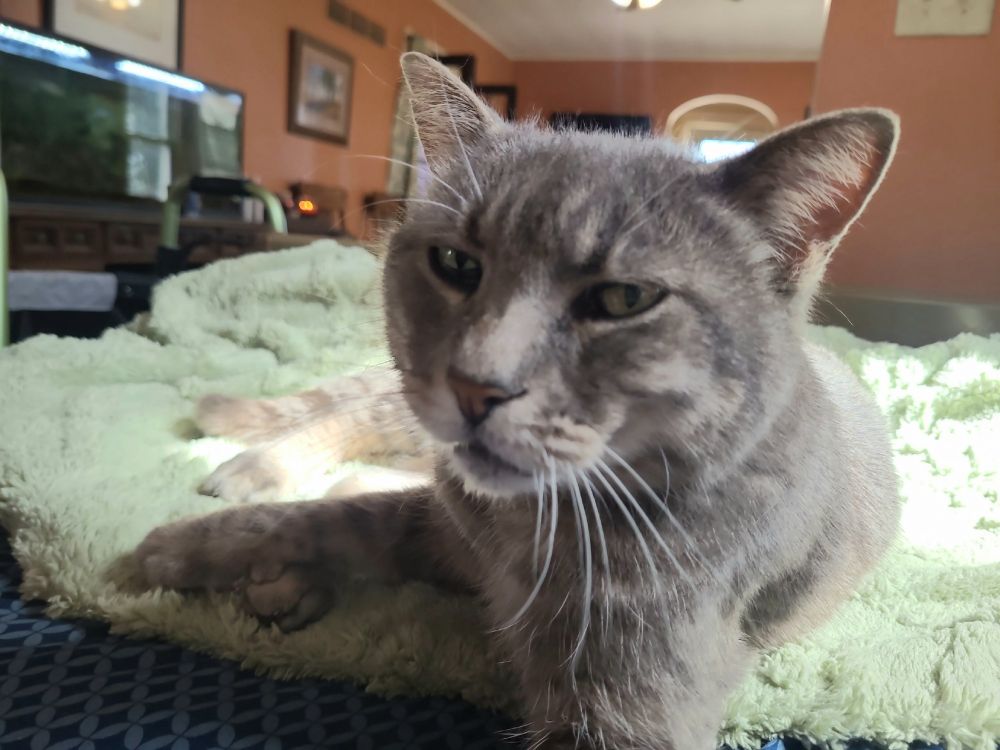 Mr. Tripp, a grey tabby cat, relaxes on a fuzzy green blanket, in a sunny spot.