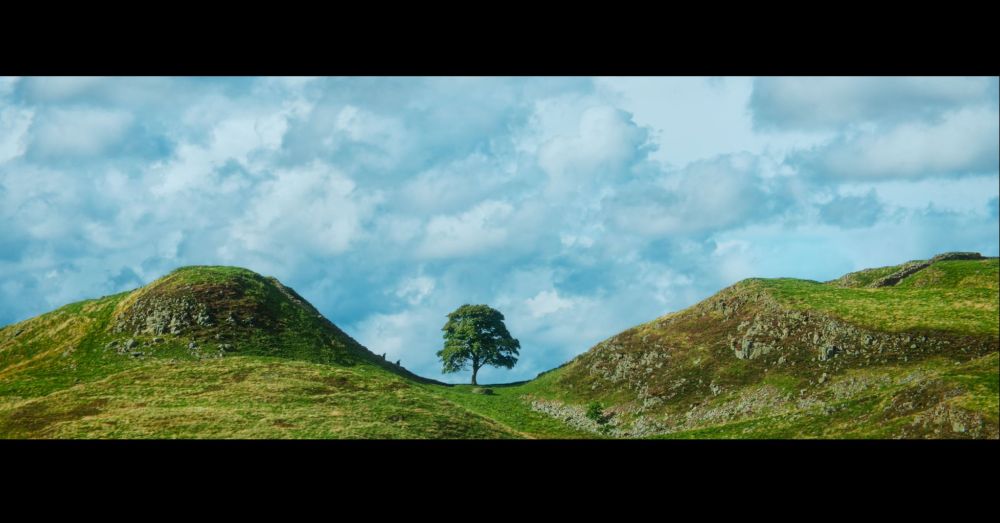 two grass covered hills and a tree in the valley between. a screenshot from Danny Boyle's 28 Years Later.