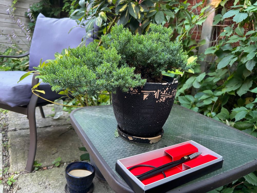 my first bonsai tree. I purchased the tree over 3 months ago and was informed that it's best to wait for the plant to root before working with it. I ordered these specialty shears from Japan and now have a collection of them 