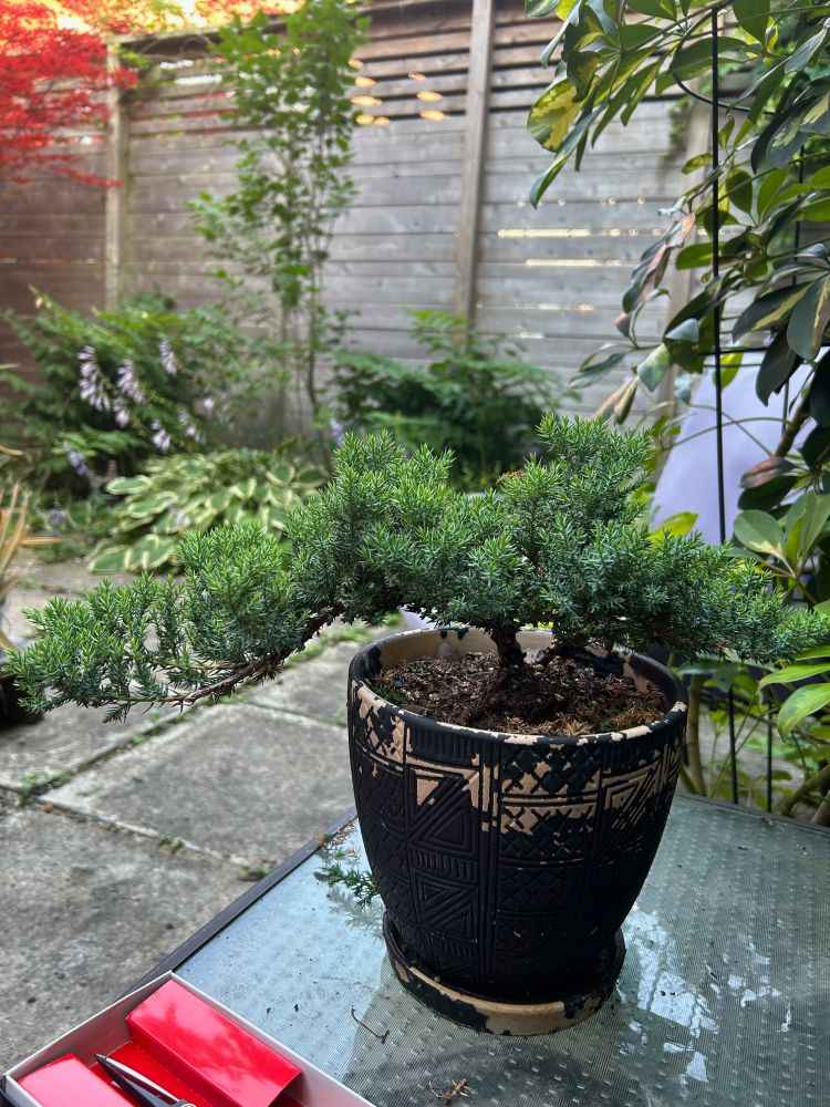 my first bonsai after trimming. there is more work to be done but I like how it sweeps to one side.