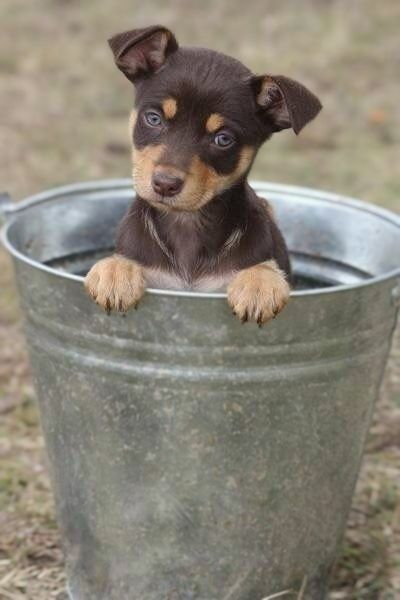 Aussi Kelpie pup in a bucket