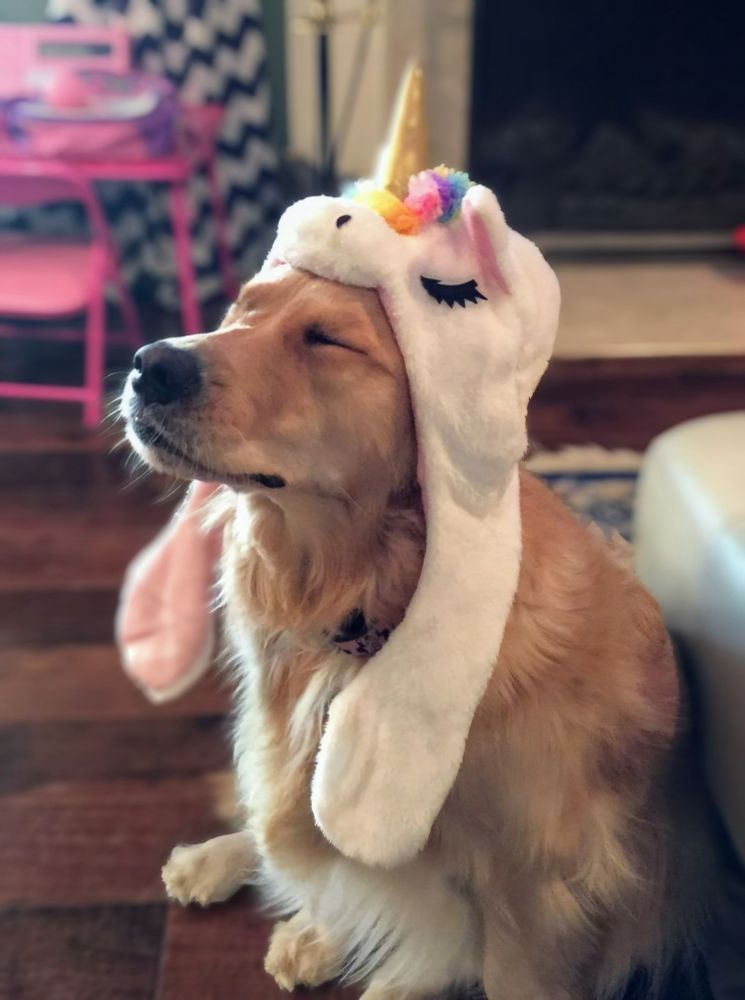 In the middle of a living room sits a dog. His eyes are closed, and he seems to enjoy the moment. On his head, he has a unicorn hat.