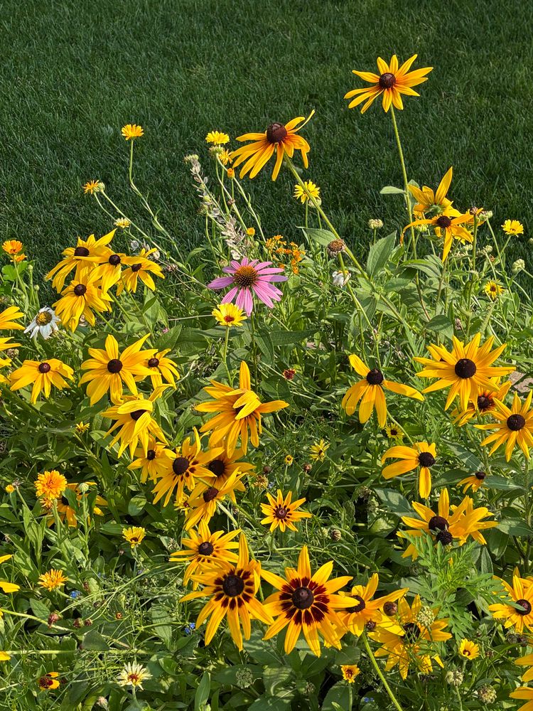 A lone cone flower in the middle of black eyed susans. 