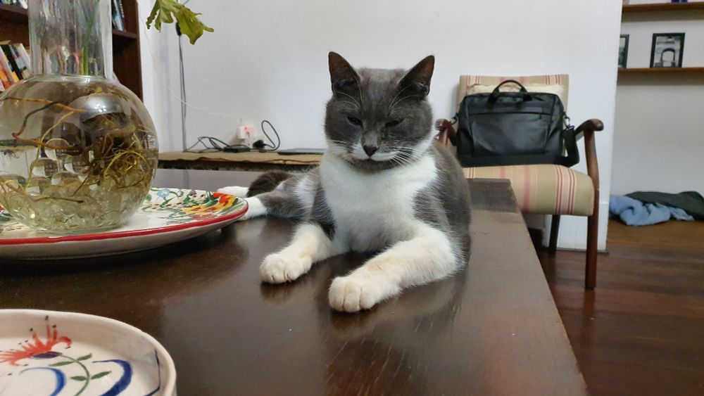 Pic shows a cat lounging on a countertop. He's sitting a bit like the Sphynx, and is grey and white. It almost looks like he has a milk moustache, the way his fur is patterned. 