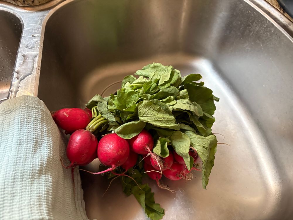 Bunch of red radishes in a stainless steel sink.