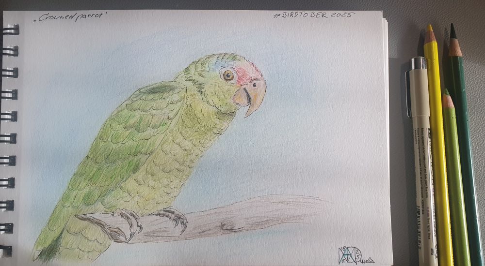 Rotkronenamazone gezeichnet mit Buntstifte. Der Papagei sitzt auf einem Ast und schaut nach links. Er ist grösstenteils grünes Gefieder. am Kopf eine große Stelle mit rotem Gefieder, oberhalb vom Auge ein kleinerer Fleck mit blauem Gefieder. 