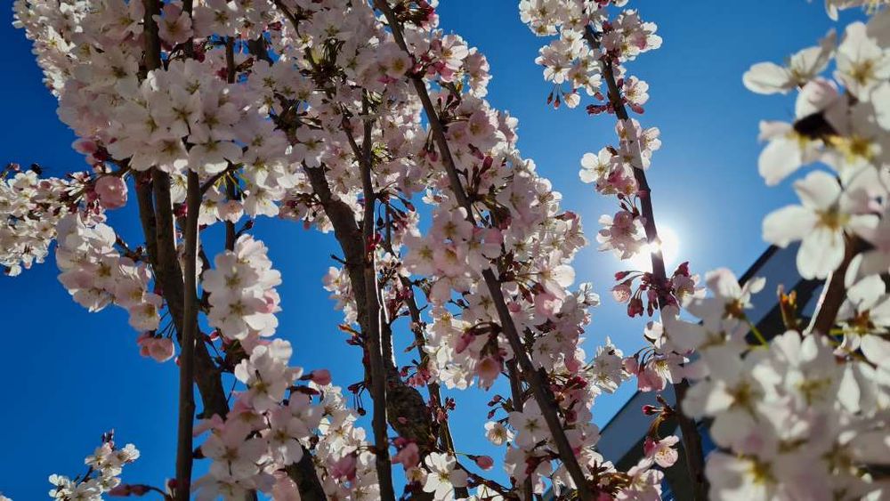 street tree with pale pink blossom. against a perfect blue sky