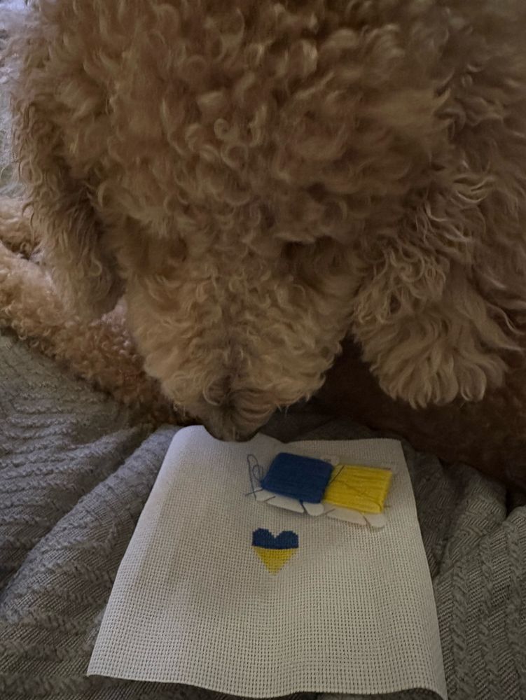 A blonde standard poodle looking at a cross stitched heart in the colors of the Ukraine flag, blue and yellow