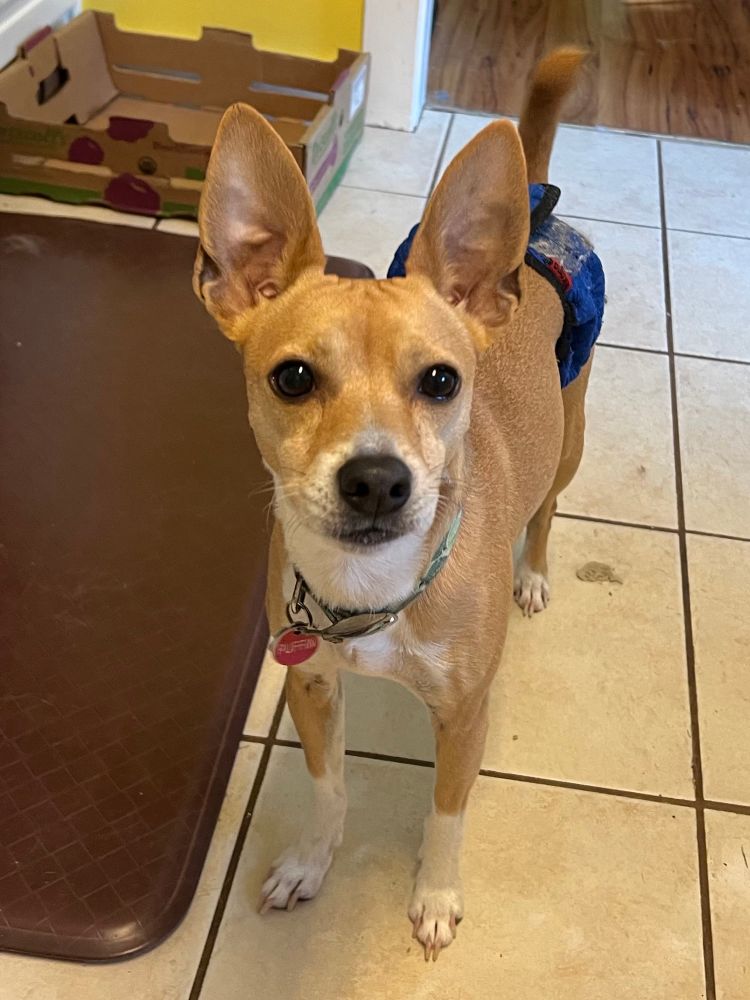 Small brown and white dog standing on a tile floor and looking up at the camera