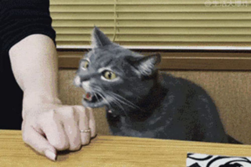 a woman 's hand is reaching out towards a gray cat with its mouth open