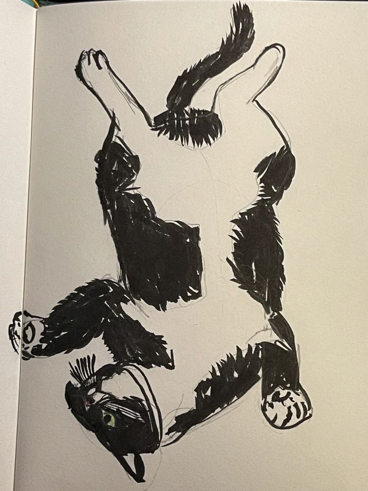 A sketch of a tuxedo cat Mong. He’s lying on his back, exposing his soft chubby belly