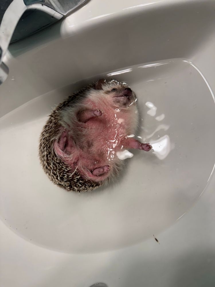 Hedgehog playing dead in sink to try to get out of bath time.