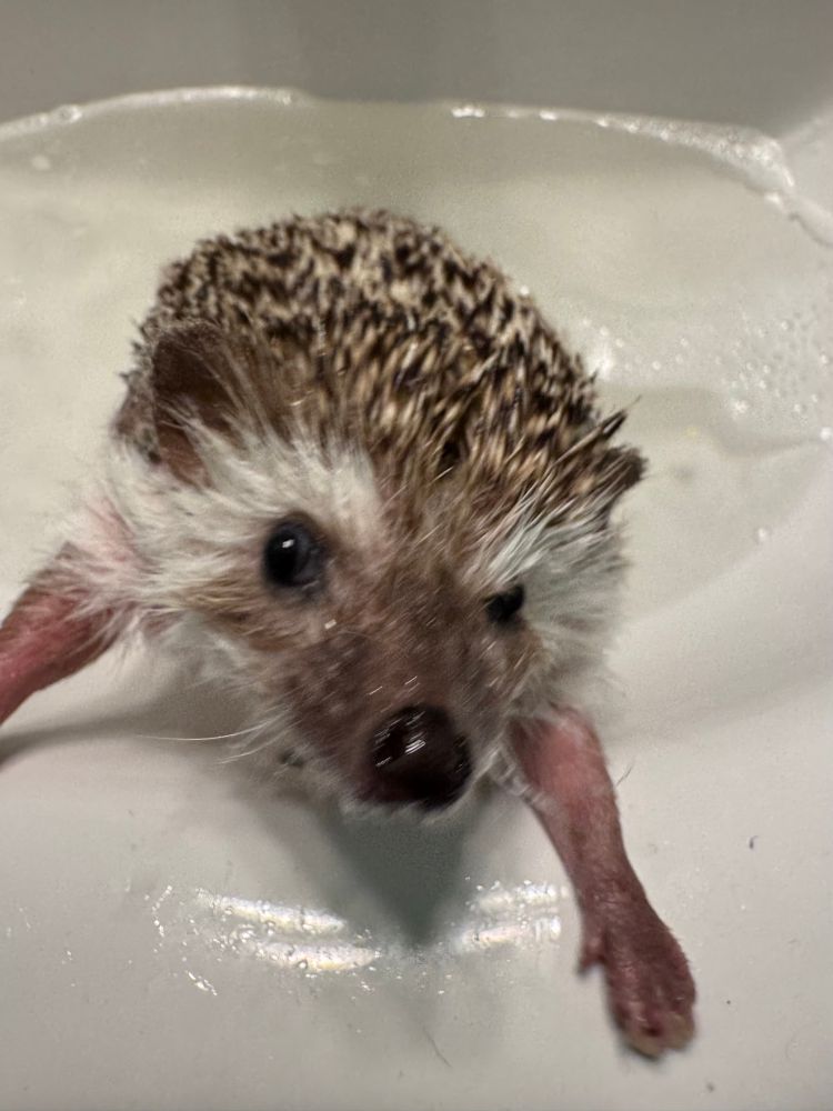 Hedgehog trying to escape sink/bath.