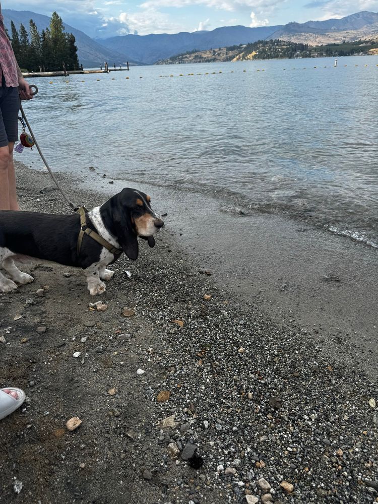 Basset Hound at the lake