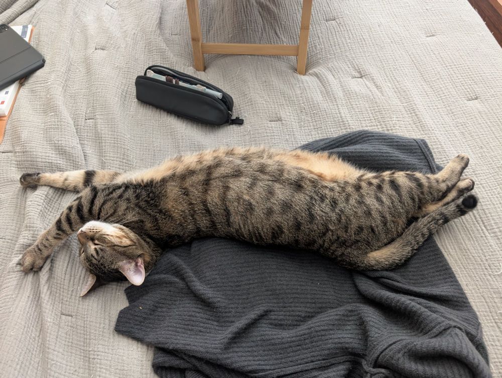 Cat lounging on a cashmere sweater