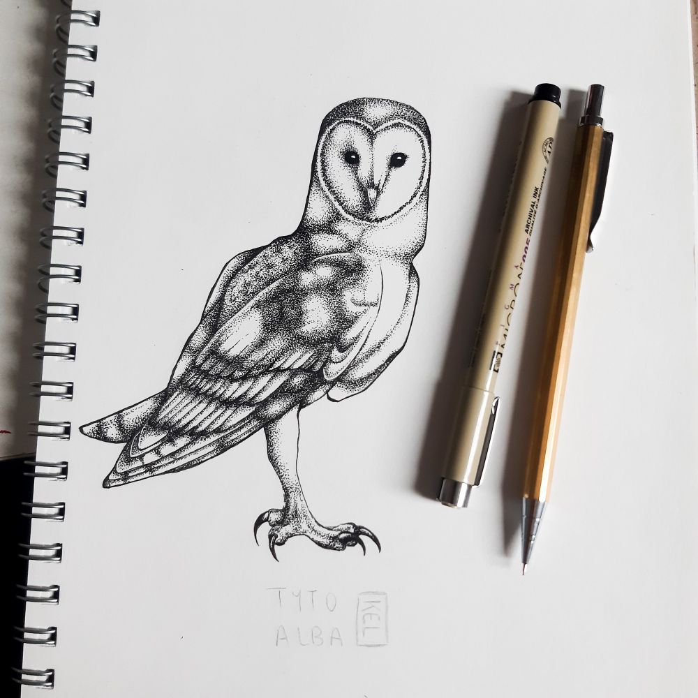 A Barn owl drawn in my sketchbook by me - in pointilist style made using a 0.05mm black fineliner, labelled Tyto Alba with my signature